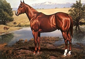 Postkarten Motive Pferde